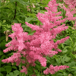 Астильба японская Jump and Jive