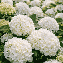 Гортензия крупнолистная 'Snowball'