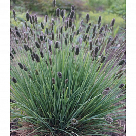 Сеслерия блестящая