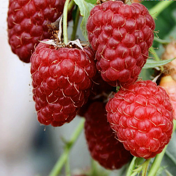 Малина традиционная Столичная