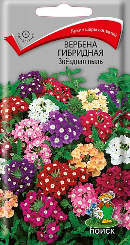 Вербена гибридная Звездная пыль