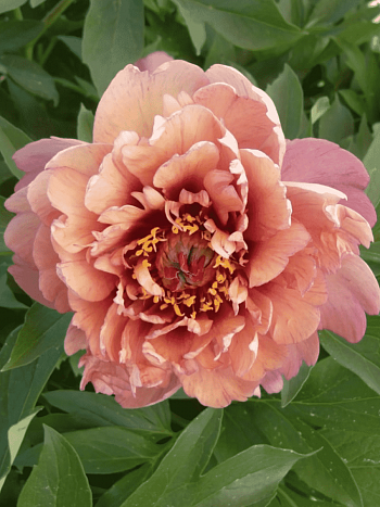 Пион ИТО Berry Garcia