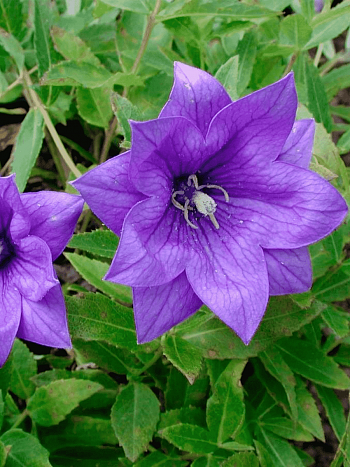 Платикодон крупноцветковый Hakone Blue