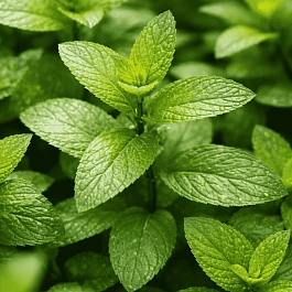 Мята перечная цитрат Lemon Fresh