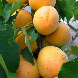 Абрикос обыкновенный Хабаровский Юбилейный