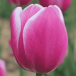 Тюльпан триумф Jumbo Pink