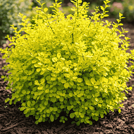 Барбарис Тунберга Aurea