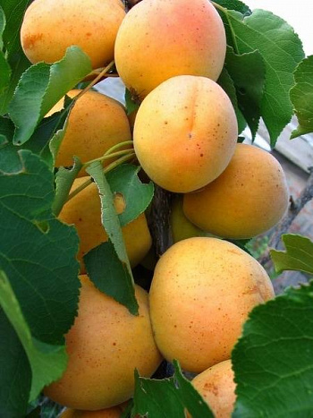 Абрикос обыкновенный Хабаровский Юбилейный