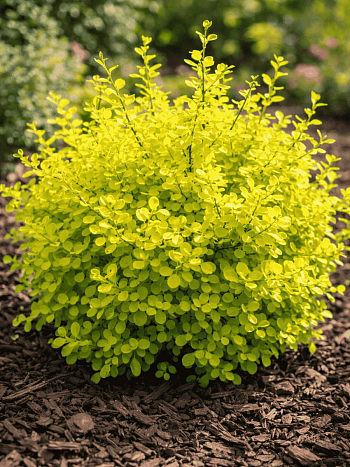 Барбарис Тунберга Aurea