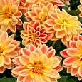 Георгин Dahlietta Surprise Coby