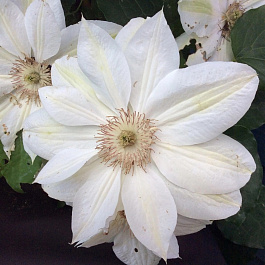 Клематис крупноцветковый Джордж Джекмен