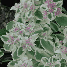 Очиток гибридный Frosty Morn