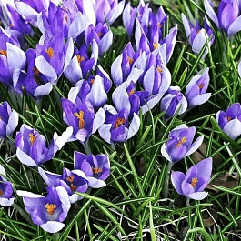 Крокус крупноцветковый Vanguard