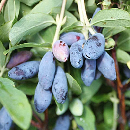 Жимолость съедобная Иоланта