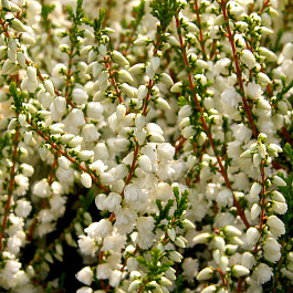 Вереск обыкновенный Лонг Вайт