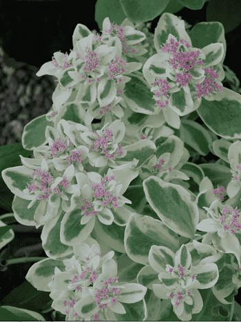 Очиток гибридный Frosty Morn