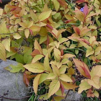 Спирея японская Файpлайт