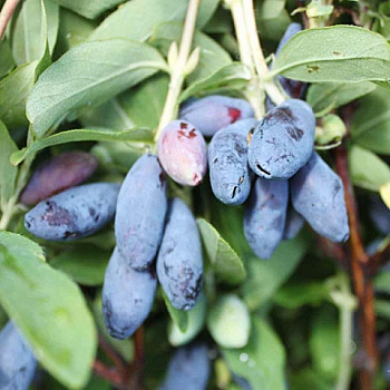 Жимолость съедобная Иоланта