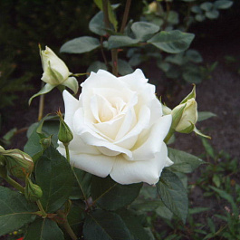 Роза чайно-гибридная Ленип (Паскаль)