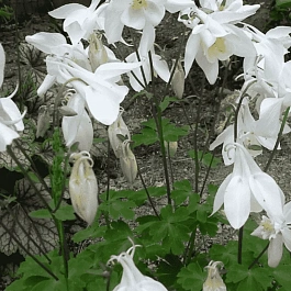 Аквилегия вееровидная Spring Magic  White