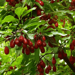 Кизил Плодовый Волгоградский