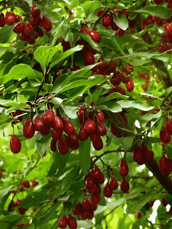 Кизил Плодовый Волгоградский