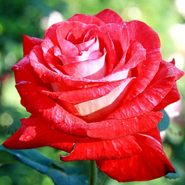 Роза чайно-гибридная Биколет