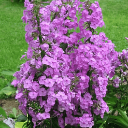 Флокс пятнистый 'Rosalinde'