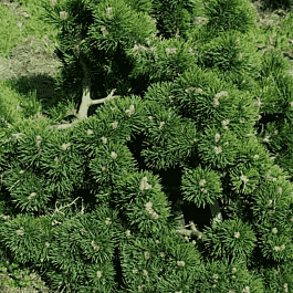 Сосна горная  Jakobsen