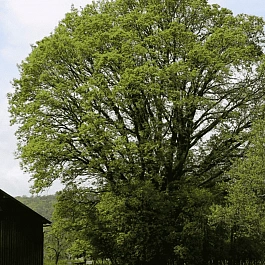 Дуб турецкий