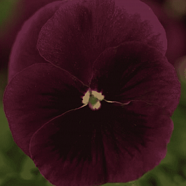 Виола рогатая Sorbet XP Rose Blotch