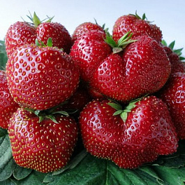 Земляника садовая Викода