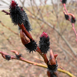 Ива тонкостолбиковая Меланостахис Ива тонкостолбиковая Меланостахис