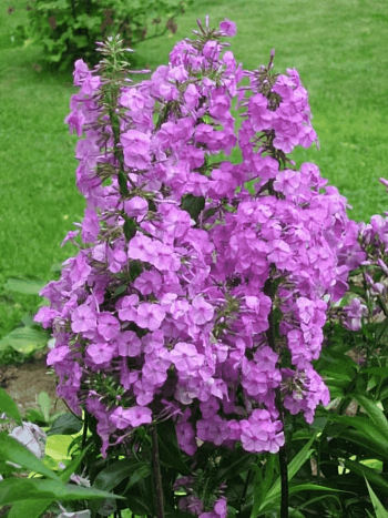 Флокс пятнистый 'Rosalinde'