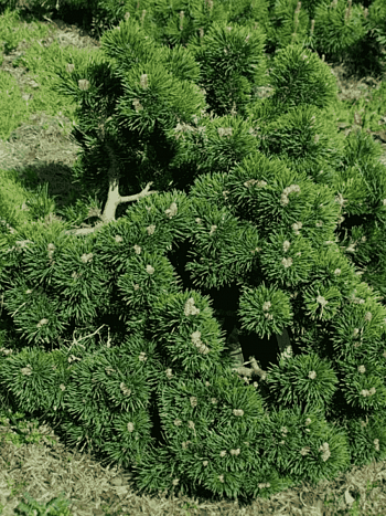 Сосна горная  Jakobsen
