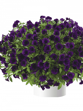 Петуния Littletunia Purple Blue (Кашпо)