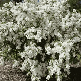 Экзохорда Кистевая