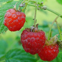 Малина традиционная Огонек