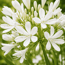 Агапантус Glacier Stream