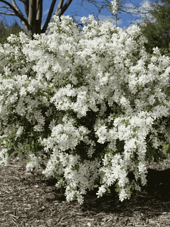 Экзохорда Кистевая