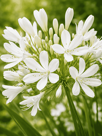 Агапантус Glacier Stream