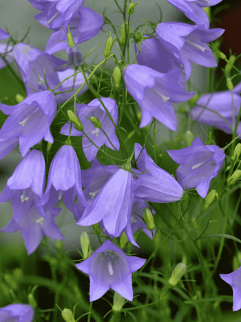 Колокольчик круглолистный