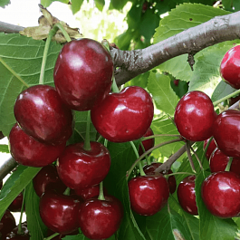 Черешня Крупноплодная