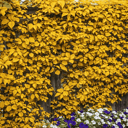 Виноград девичий Yellow Wall