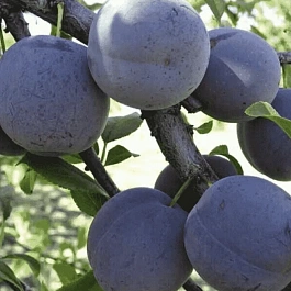 Слива Ренклод советский