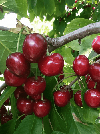 Черешня Крупноплодная