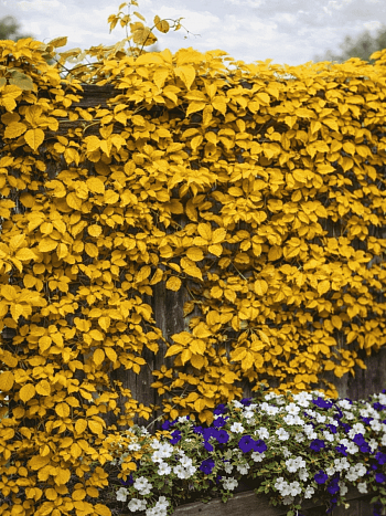 Виноград девичий Yellow Wall