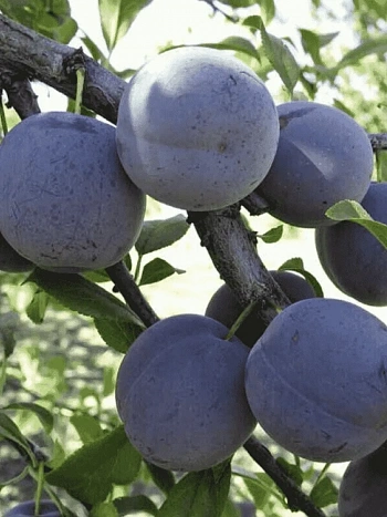 Слива Ренклод советский