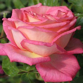 Роза чайно-гибридная Рина Херхолдт