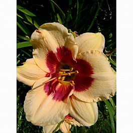 Лилейник гибридный Ниппон